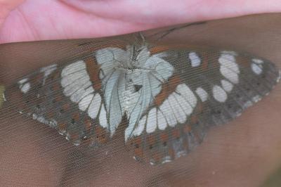 <i>Limenitis reducta</i>
