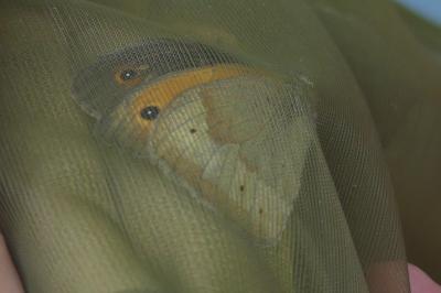 <i>Maniola jurtina</i>
