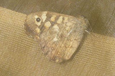 <i>Pararge aegeria</i>