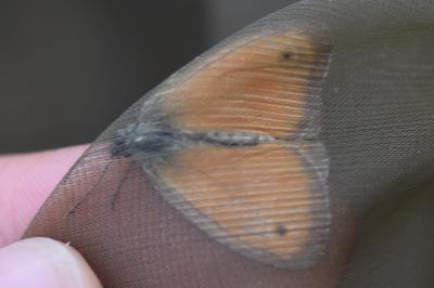 <i>Coenonympha pamphilus</i>