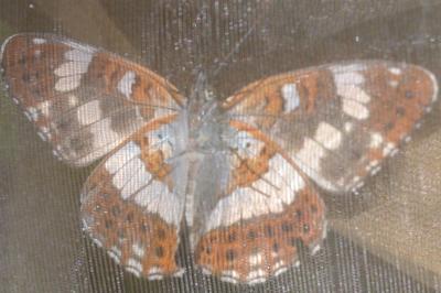 <i>Limenitis camilla</i>