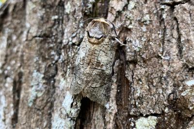 <i>Cossus cossus</i>