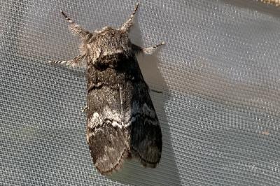 <i>Drymonia querna</i>