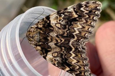 <i>Catocala promissa</i>