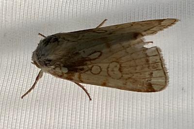 <i>Dicycla oo</i>