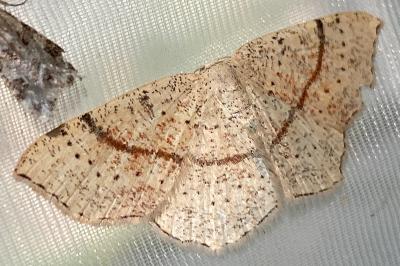 <i>Cyclophora punctaria</i>