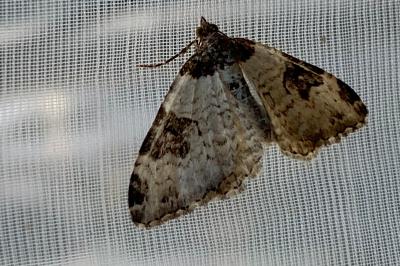 <i>Xanthorhoe fluctuata</i>