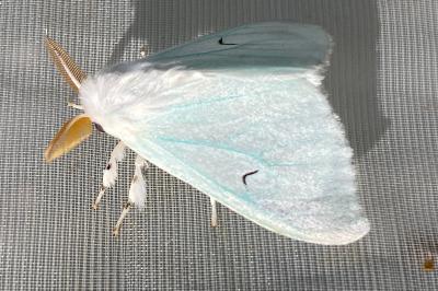 <i>Arctornis l-nigrum</i>