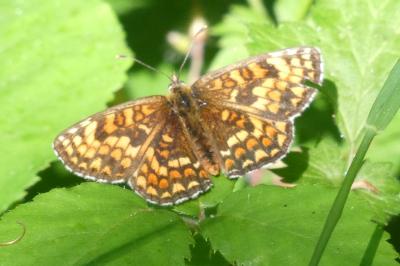 <i>Melitaea athalia</i>