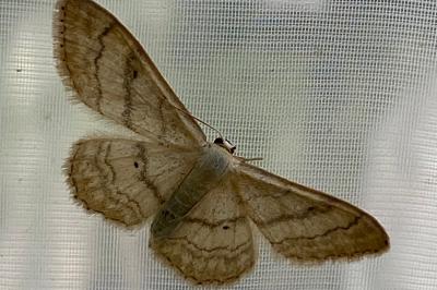 <i>Idaea aversata</i>
