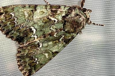 <i>Polyphaenis sericata</i>