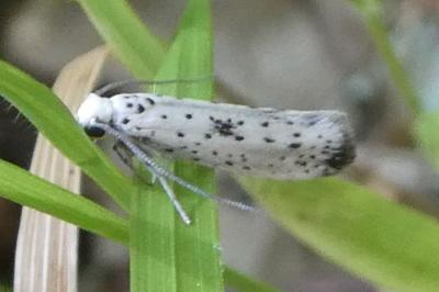 <i>Yponomeuta plumbella</i>