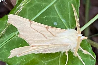 <i>Ennomos erosaria</i>