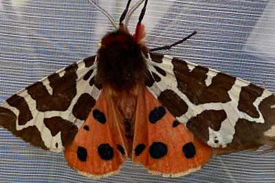 <i>Arctia caja</i>