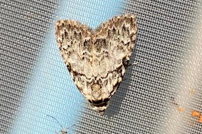 <i>Nola confusalis</i>
