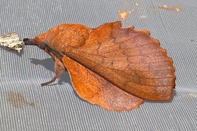 <i>Gastropacha quercifolia</i>