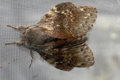 <i>Stauropus fagi</i>
