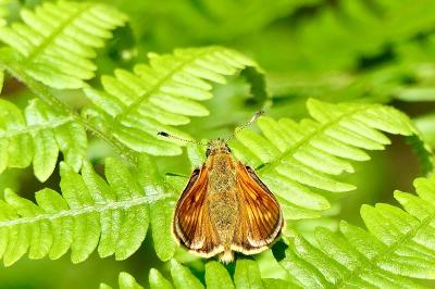 <i>Ochlodes sylvanus</i>