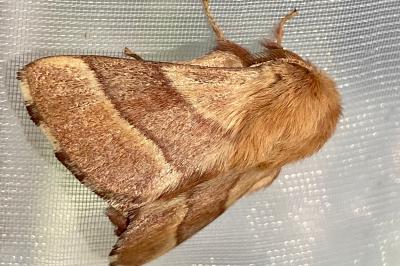 <i>Malacosoma neustria</i>