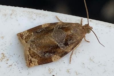 <i>Archips xylosteana</i>
