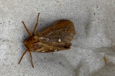 <i>Korscheltellus lupulinus</i>