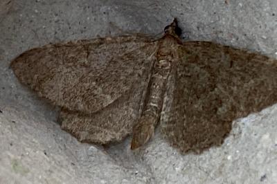 <i>Philereme vetulata</i>