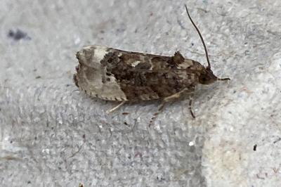 <i>Hedya nubiferana</i>