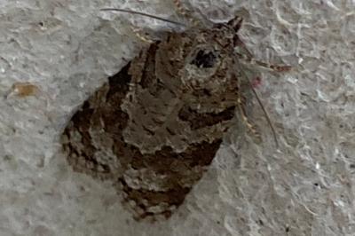 <i>Cnephasia</i>