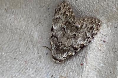<i>Nola confusalis</i>