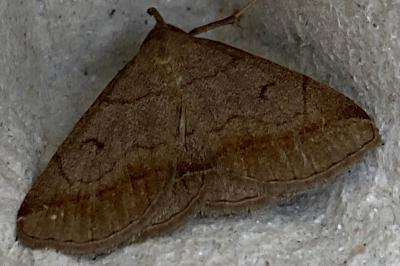 <i>Zanclognatha lunalis</i>