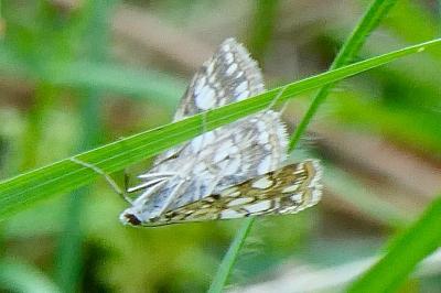 <i>Elophila nymphaeata</i>