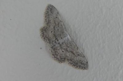 <i>Idaea seriata</i>