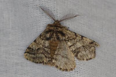 <i>Lycia hirtaria</i>