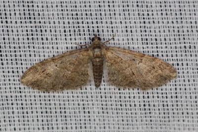 <i>Eupithecia abbreviata</i>
