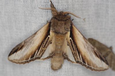 <i>Pheosia tremula</i>