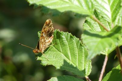 <i>Boloria dia</i>