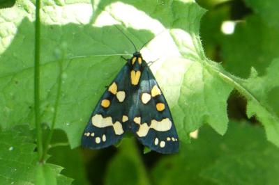 <i>Callimorpha dominula</i>