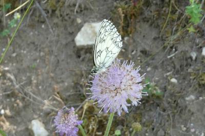 <i>Melanargia galathea</i>