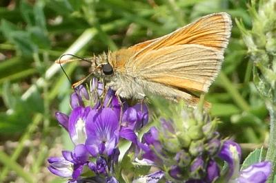 <i>Thymelicus sylvestris</i>