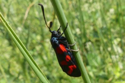 <i>Zygaena</i>