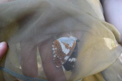 <i>Limenitis camilla</i>