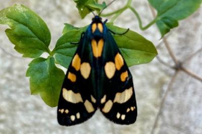 <i>Callimorpha dominula</i>