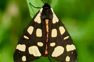 <i>Arctia villica</i>