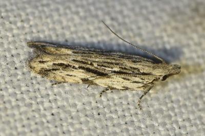 <i>Anarsia innoxiella</i>