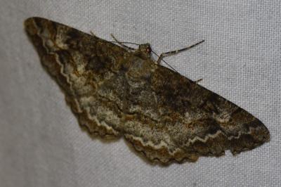 <i>Cleora cinctaria</i>