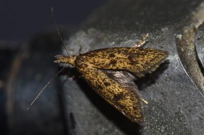 <i>Aplota palpella</i>