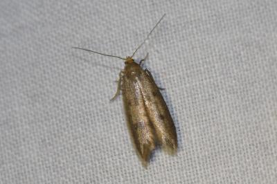 <i>Borkhausenia nefrax</i>