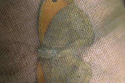 <i>Maniola jurtina</i>