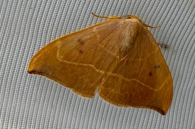 <i>Watsonalla binaria</i>