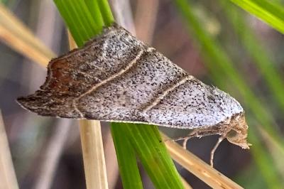 <i>Laspeyria flexula</i>